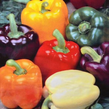 Sweet Peper mixture
