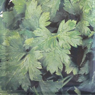 Cutting Celery
