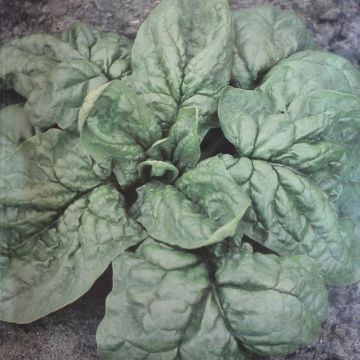 Spinach Nores V2