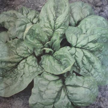 Spinach Nores V2