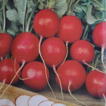 Radish Cherry Belle