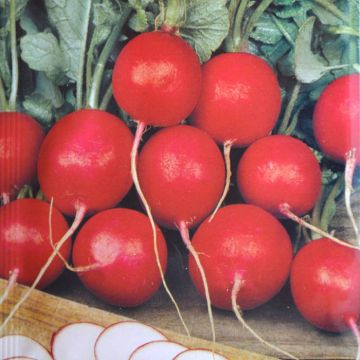 Radish Cherry Belle