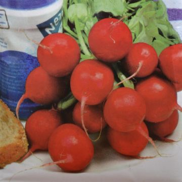 Radish Saxa 2