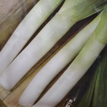 Leek Autumn Mammoth