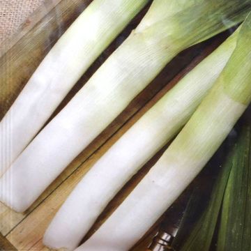 Leek Autumn Mammoth