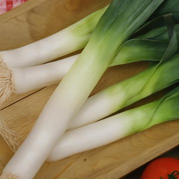Leek Hiverbleu