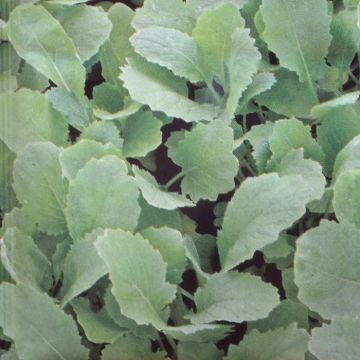 Greens