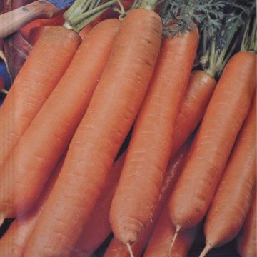 Winter Carrot Berlikumer