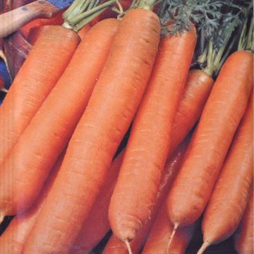 Winter Carrot Berlikumer
