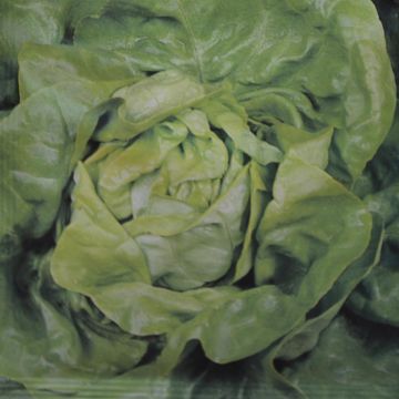 Lettuce Zomerdiamant