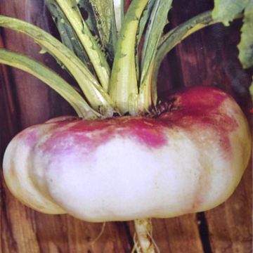 Gardenturnip Milan