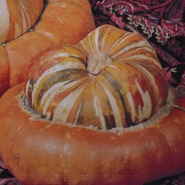 Ornamental Gourd Turkish turban