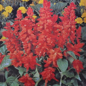 Salvia St John's fire