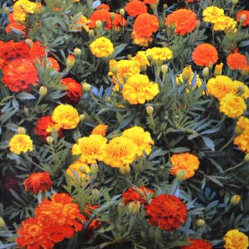 French Marigold Bonita