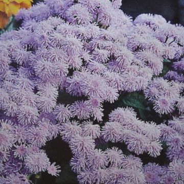 Floss Flower
