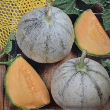 Melon Cantaloup Charentais