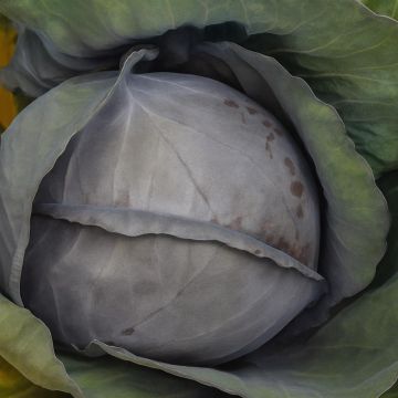 Rode kool Langedijk Bewaar