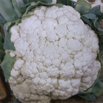 Bloemkool Alpha v2