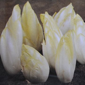 Chicory Zoom F1