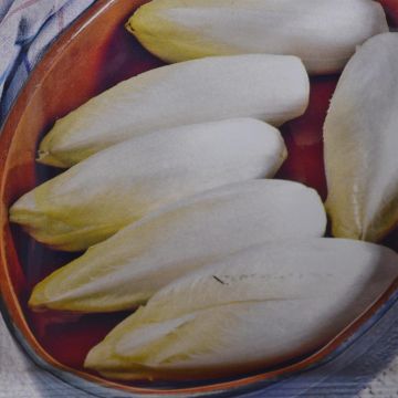 Chicory Witloof