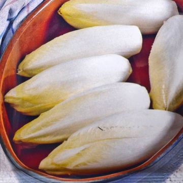 Chicory Witloof