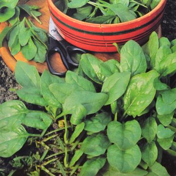 Spinach Securo