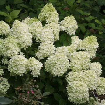 Hydrangea pan. Little Lime 01