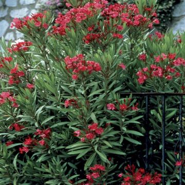 Nerium Oleander Red