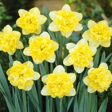 Narcissi double Full House