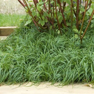 Carex carophyllea the beatles