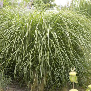 Miscannthus Yakushima