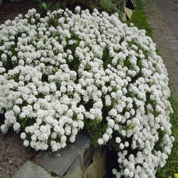 Iberis Snowflake