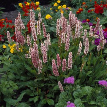 Persicaria Donald Lowndes