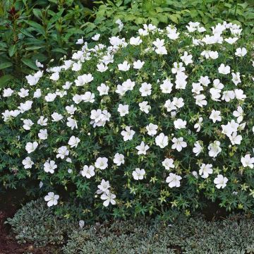 Geranium sanguineum Album