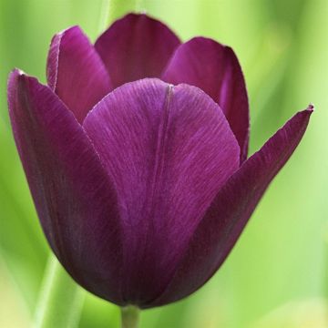 Tulip Negrita v3