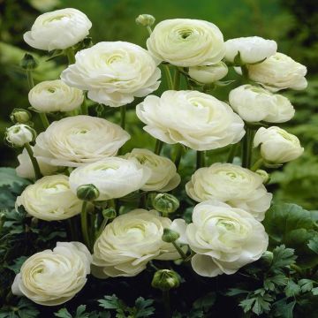 Ranunculus asiaticus White v1