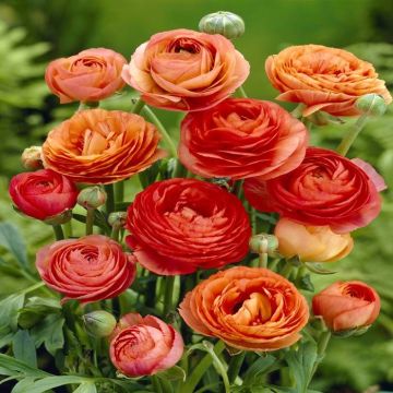 Ranunculus asiaticus Orange v1