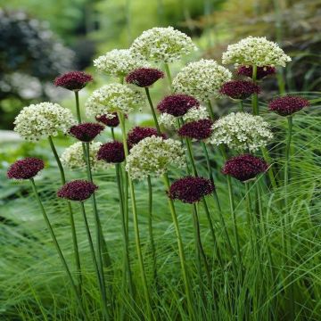 Allium combo Nigrum and Atropurpureum