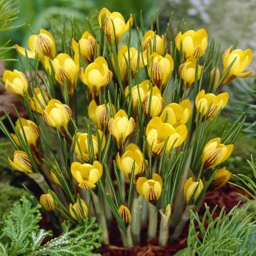 Crocus Fuscotinctus