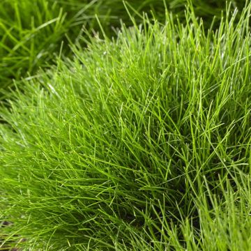 Festuca gautieri