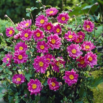 Anemone Pamina v2