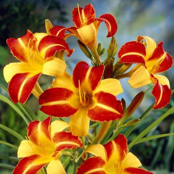 Hemerocallis Frans Hals