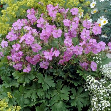 Geranium cantabrigiense Karmina