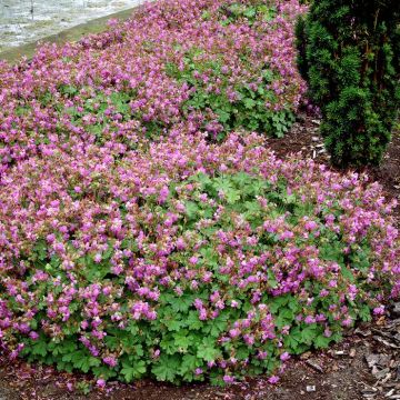 Geranium cantabrigiense Cambridge