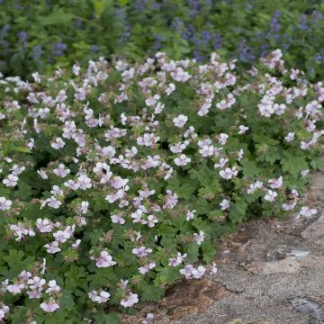 Geranium cantabrigiense Biokovo