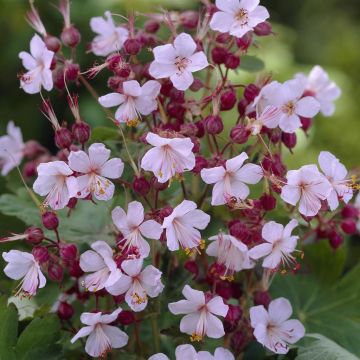 Geranium macrorrhizum Spessart