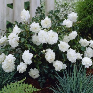 Fairy Rose White