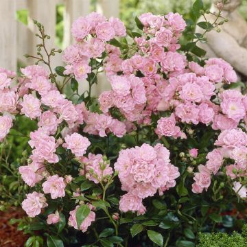 Fairy Rose Pink