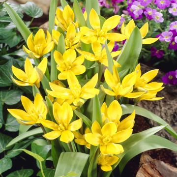 Tulip Tarda
