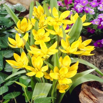 Tulip Tarda
